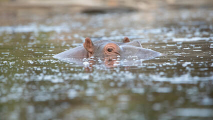 hippopotamus in water