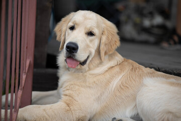 golden retriever puppy, dog face
