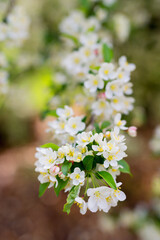 Closeup of a apple tree blooming