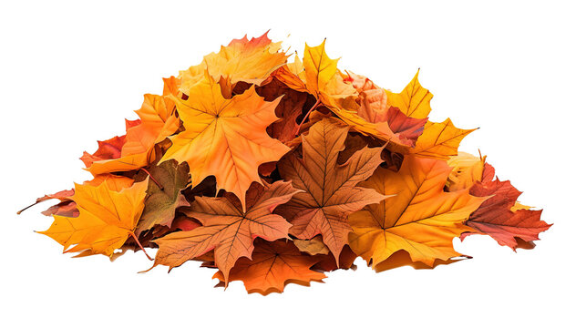 pile of autumn leaves
