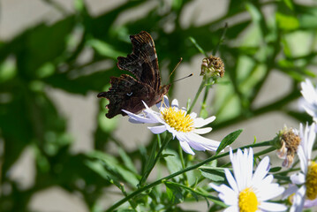 Comma butterfly (Polygonia c-album) perched on a daisy in Zurich, Switzerland