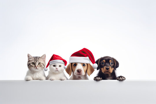 A kitten and a puppy wearing a red Santa Claus hat are watching behind a blank white banner. New Year's advertising banner layout for a pet store or veterinary clinic.