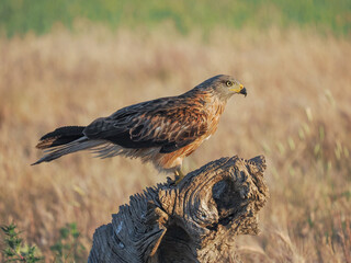 Kite (Milvus Milvus), on the trunk in the steppe, isolated on blurred background 