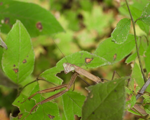 Praying Mantis Large Insect Macro Image