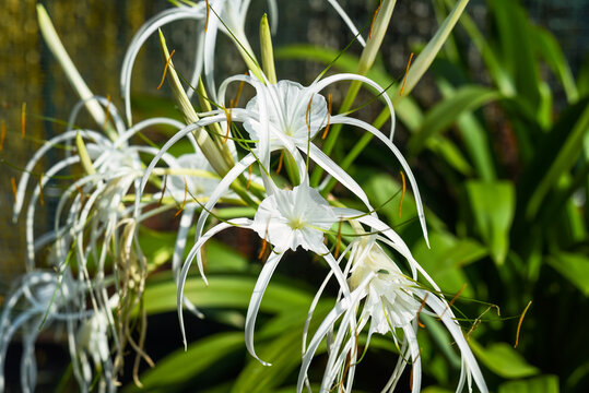 Hymenocallis littoralis or the beach spider lily growing in Malaysia