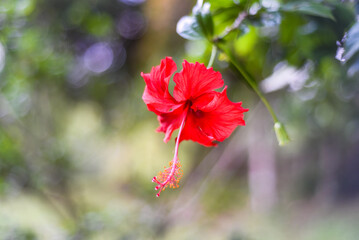 Hibiscus rosa-sinensis, known colloquially as Chinese hibiscus, China rose