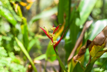 Heliconia collinsiana (platanillo) growing in Malaysia