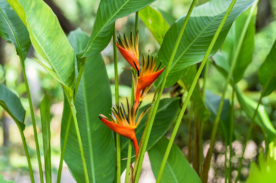 Heliconia psittacorum growing in Malaysia