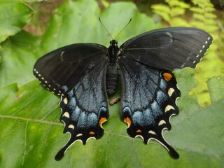 butterfly on a leaf