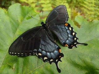 Black Monarch Butterfly 