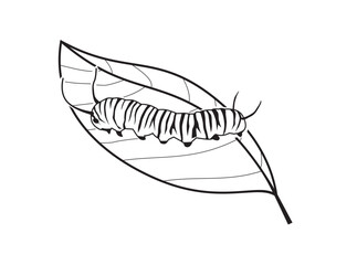 Caterpillars walk on leaves