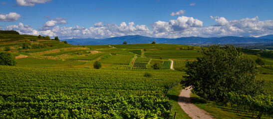 Weinberge Reben