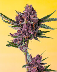 Purple cannabis on yellow background