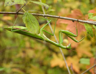 Praying Mantis Large Insect Macro Image