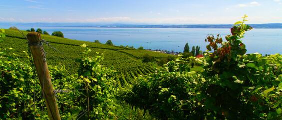 Reben Weinberge Bodensee