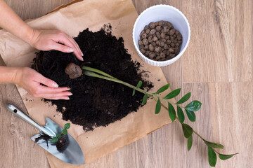 Woman hands repotting home plant Zamioculcas  into new modern white ceramic pot with help of garden metal tool shovel for planting flowers. Home gardening, hobby. Top view.