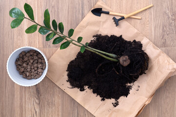 Repotting home plant Zamioculcas zamifolia into new modern white ceramic pot with help of black garden tool for planting flowers. Home gardening, cultivation and caring for indoor potted plants.