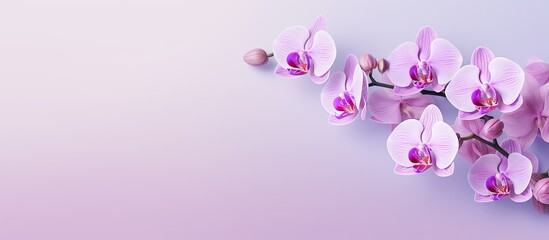 Purple flower Alone against isolated pastel background Copy space