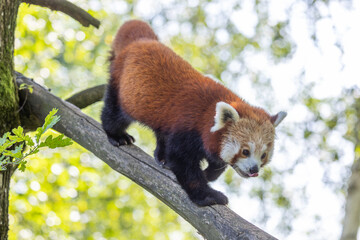Lesser panda walks on a branch