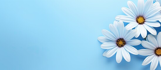 Background with blue flowers isolated pastel background Copy space
