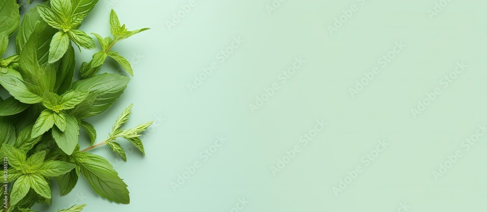 Aufkleber Green basil leaves and flower isolated on a isolated pastel background Copy space representing herbal medicine Top view flat lay with space for text