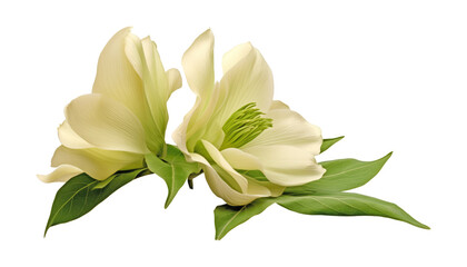 bouquet of white lilies isolated on transparent background cutout