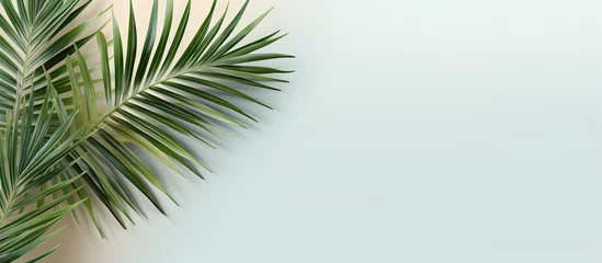 Fotobehang Green tropical palm leaf on a isolated pastel background Copy space with clipping path for design elements © vxnaghiyev