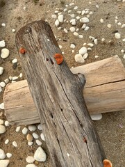 Orange mushrooms on old tree trunks.