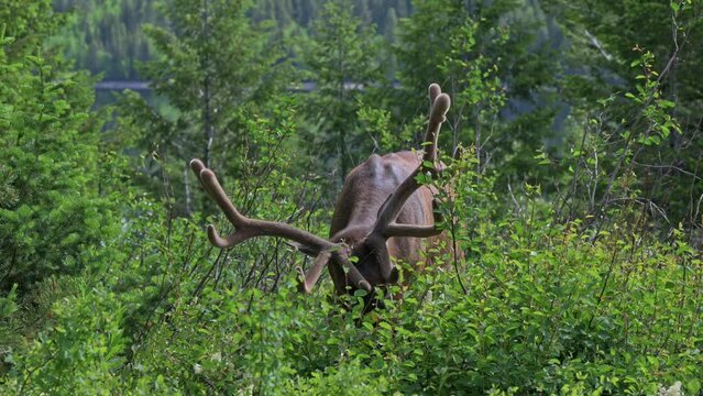 male elk or wapiti (Cervus canadensis), Grand Teton National Park, Wyoming, United States of America