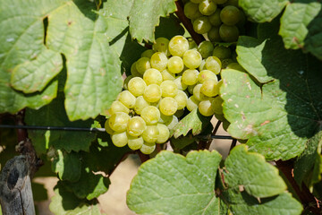 Green grapes for making white wine are on a tree in an agricultural field. Sweet fruit. Agriculture concept.