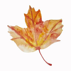 Watercolor autumn maple leaf hand drawn isolated fall clipart