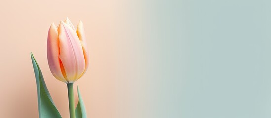 Multi hued tulip Standing alone in isolated pastel background Copy space