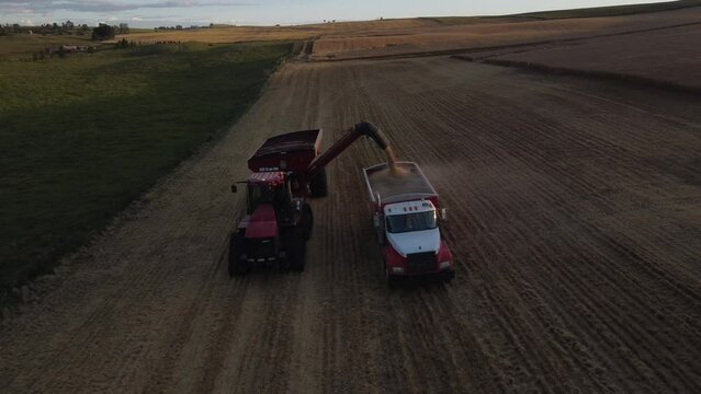Rocky View County Alberta Canada, September 24 2023: Aerial Mack Grain Truck receiving a load of barley from a Red Tractor evening shot on the prairies.
