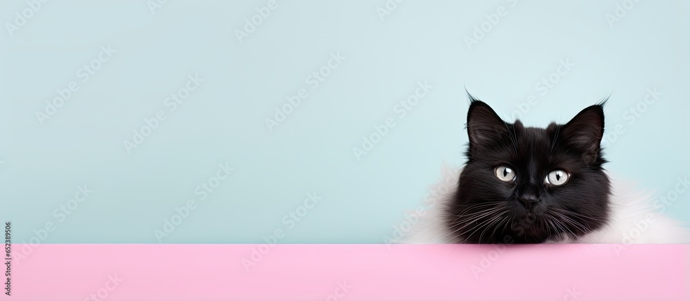 Aufkleber black and white cat isolated pastel background copy space backdrop with fur