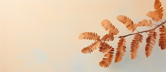 Tamarind leaves on a isolated pastel background Copy space dry - Powered by Adobe