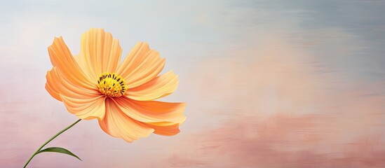 Natures cosmos flower isolated pastel background Copy space