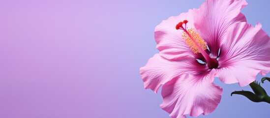 Large hibiscus flower with a isolated pastel background Copy space