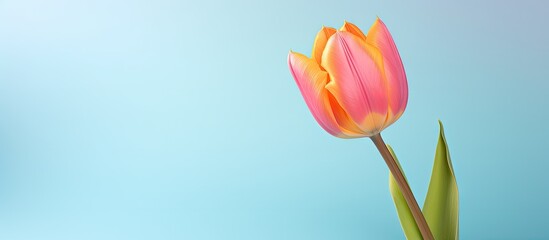 Multi hued tulip Standing alone in isolated pastel background Copy space