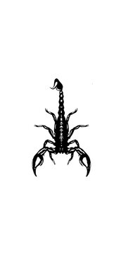 Silhouette of scorpion