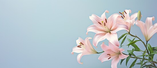 Lilly isolated pastel background Copy space
