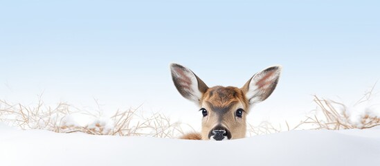 Mule deer fawn posing for the camera Close up shot with snowy backdrop isolated pastel background Copy space