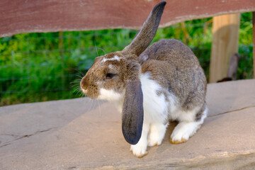 A spotted rabbit sits on a large wooden bench. Animals in the open without cages