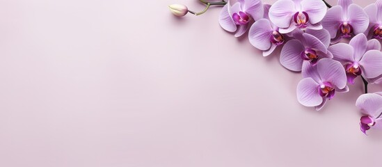 Purple flower Alone against isolated pastel background Copy space