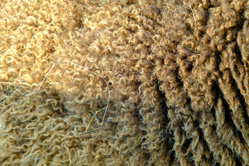 Background texture of light brown wool. Close-up of the surface of sheep's wool. Sunlight on one side