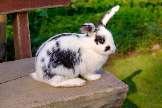 A spotted rabbit sits on a large wooden bench. Animals in the open without cages