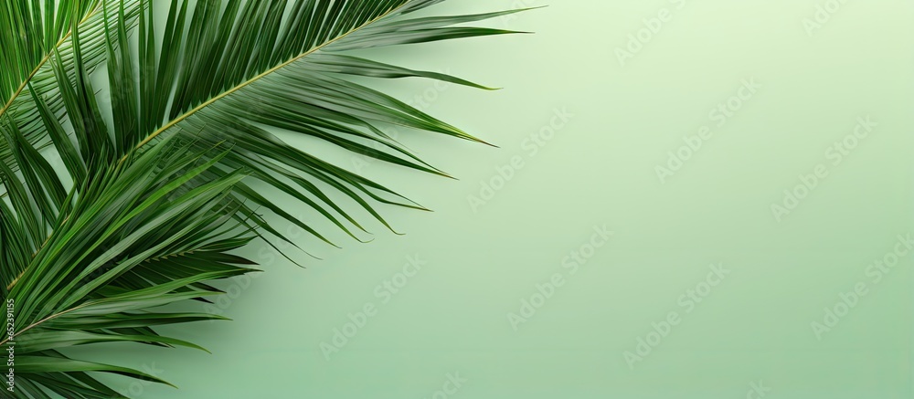 Poster green tropical palm leaf on a isolated pastel background copy space with clipping path for design el