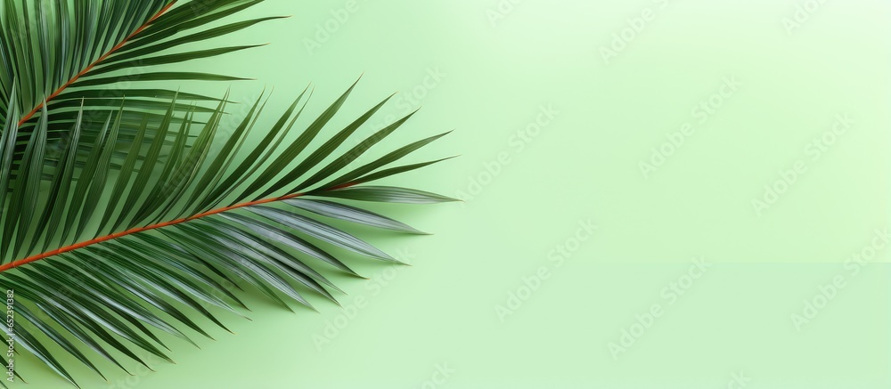 Aufkleber green tropical palm leaf on a isolated pastel background copy space with clipping path for design el