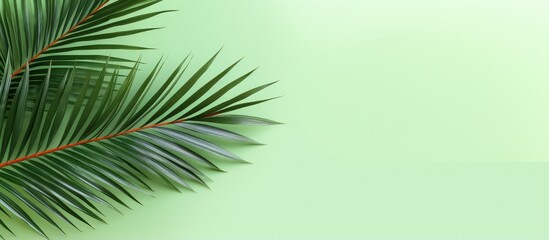 Fototapeta na wymiar Green tropical palm leaf on a isolated pastel background Copy space with clipping path for design elements