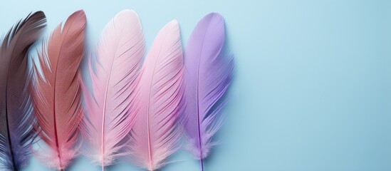Colorful feathers on a isolated pastel background Copy space