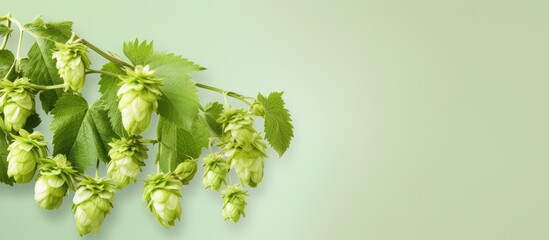 Single green hop plant isolated pastel background Copy space